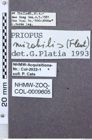 Etikett zu Melanotus laoticus (Fleutiaux, 1933)